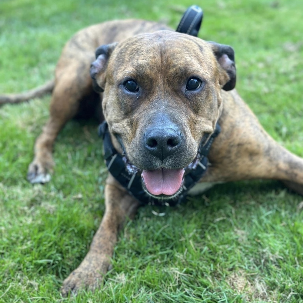 Maggie - AVAILABLE, an adoptable Pit Bull Terrier in Seattle, WA, 98115 | Photo Image 3