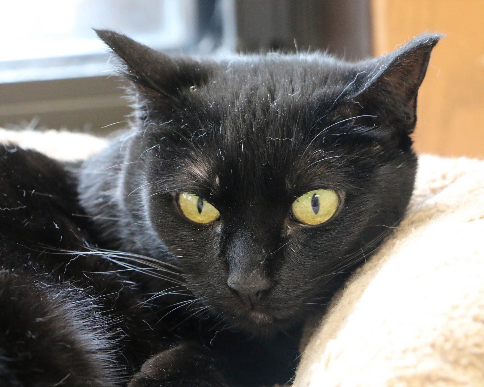 Tink, an adoptable Domestic Short Hair in Fargo, ND, 58103 | Photo Image 1
