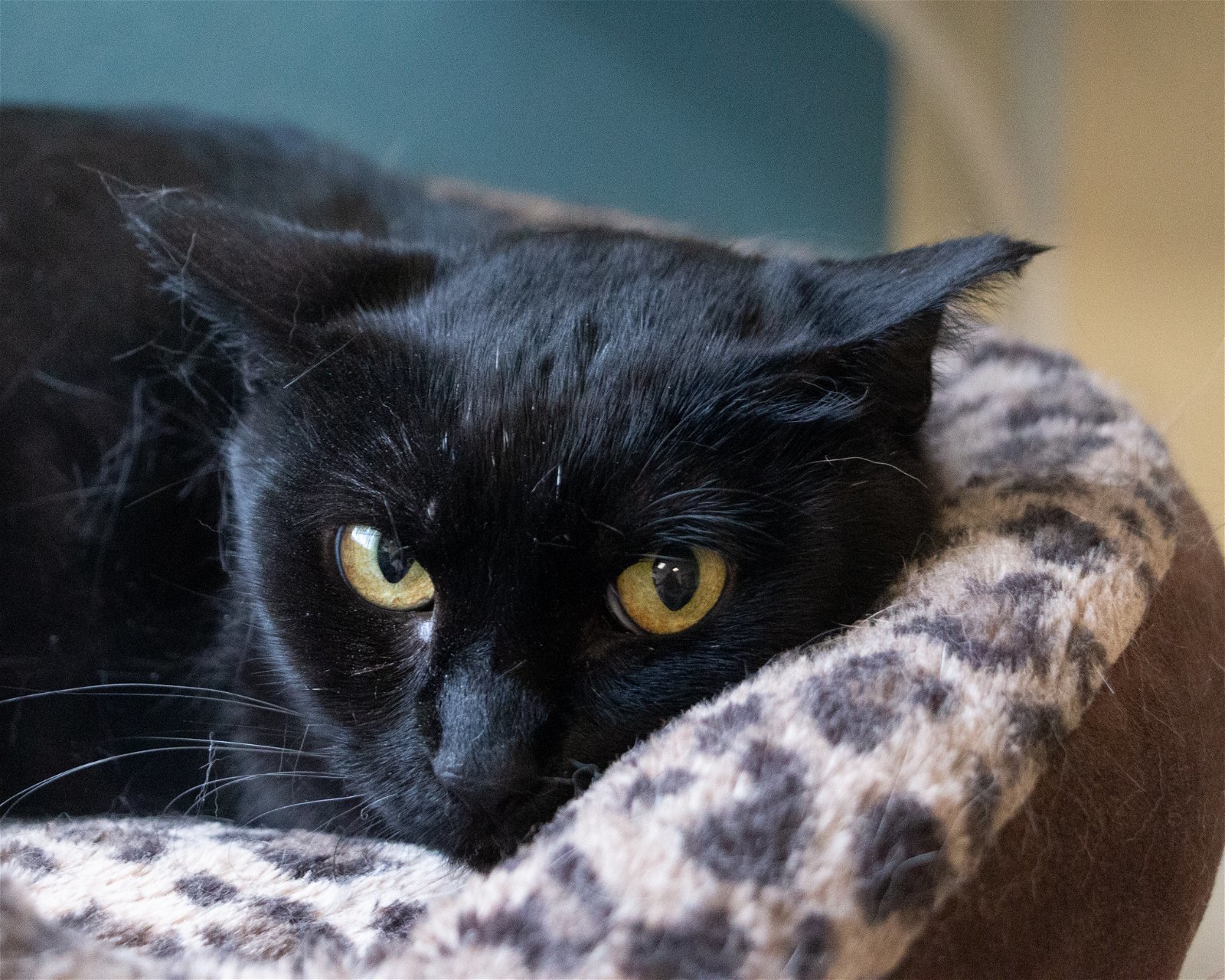 Tink, an adoptable Domestic Short Hair in Fargo, ND, 58103 | Photo Image 2
