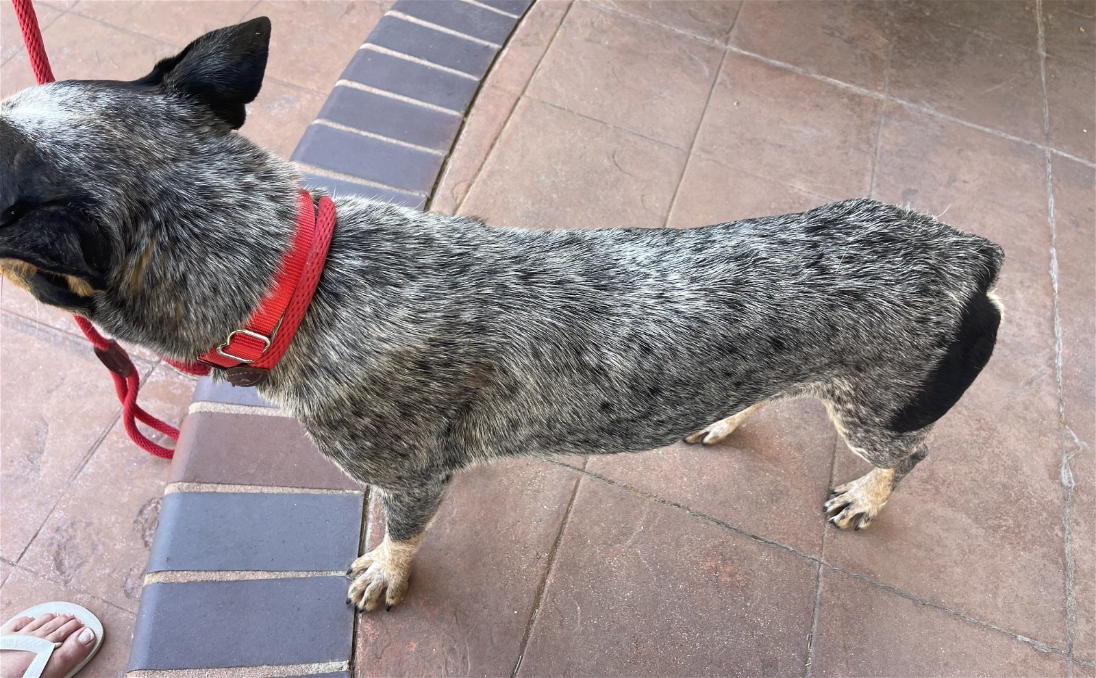 Bandit, an adoptable Australian Cattle Dog / Blue Heeler in Hamilton, MT, 59840 | Photo Image 3