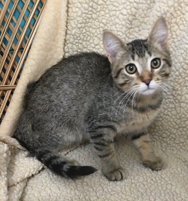 Cat for adoption Charlie Brown, a Domestic Short Hair Mix in Yakima
