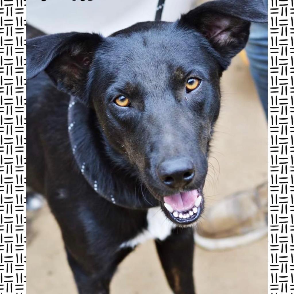 Azriel, an adoptable Labrador Retriever, Mixed Breed in Hackett, AR, 72937 | Photo Image 4
