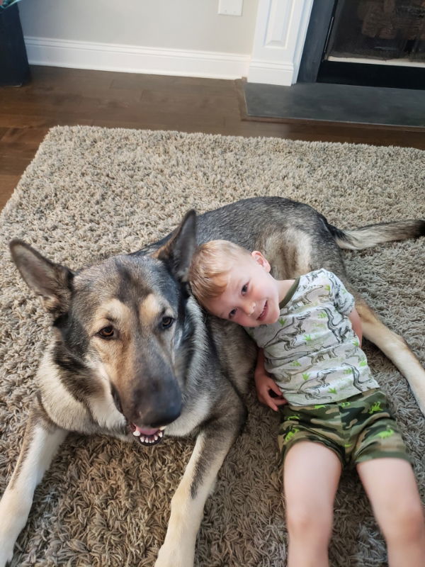 Buck, an adoptable German Shepherd Dog in Winston Salem, NC, 27104 | Photo Image 2