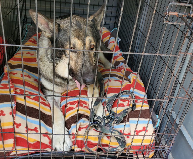 Buck, an adoptable German Shepherd Dog in Winston Salem, NC, 27104 | Photo Image 3