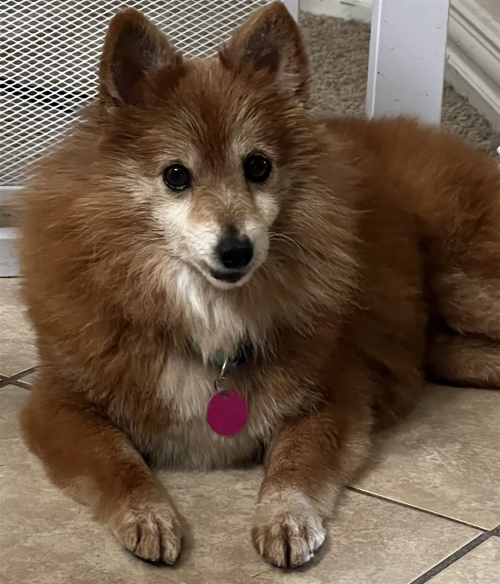 Lucy, an adoptable Pomeranian in Garland, TX, 75040 | Photo Image 1