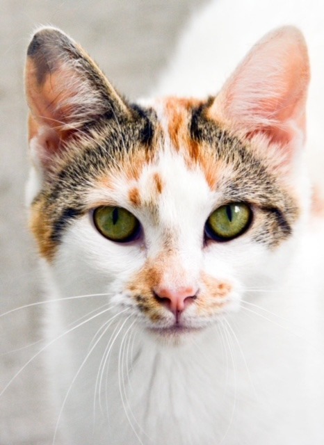 Cutie Calico, an adoptable Calico in New Bern, NC, 28563 | Photo Image 1