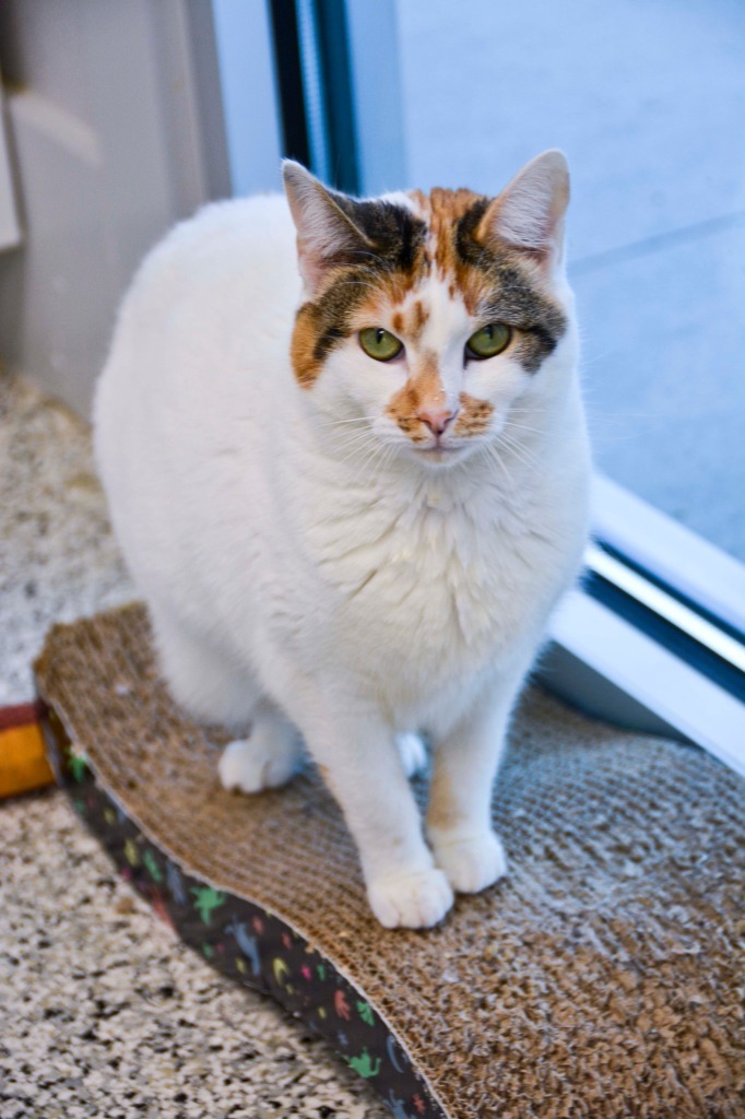 Cutie Calico, an adoptable Calico in New Bern, NC, 28563 | Photo Image 2