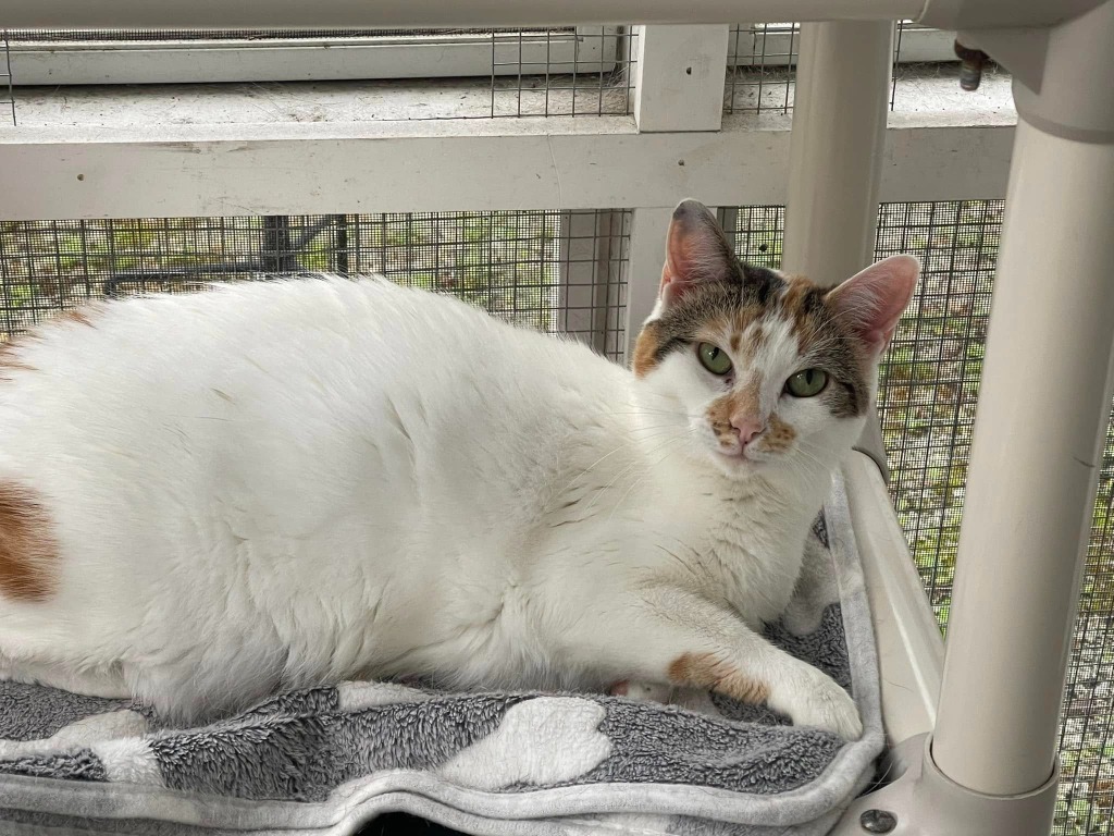 Cutie Calico, an adoptable Calico in New Bern, NC, 28563 | Photo Image 3