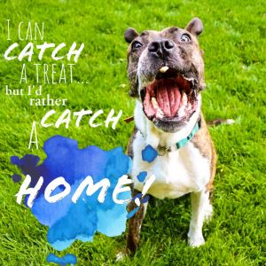 Welah is a pretty muscular and energetic Boxer American Pit Bull Terrier mix w