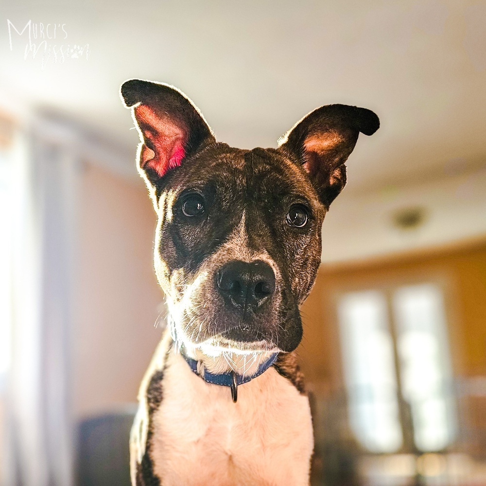 Welah: Reigning Queen of Snuggles, an adoptable Boxer, Pit Bull Terrier in Spokane , WA, 99209 | Photo Image 2