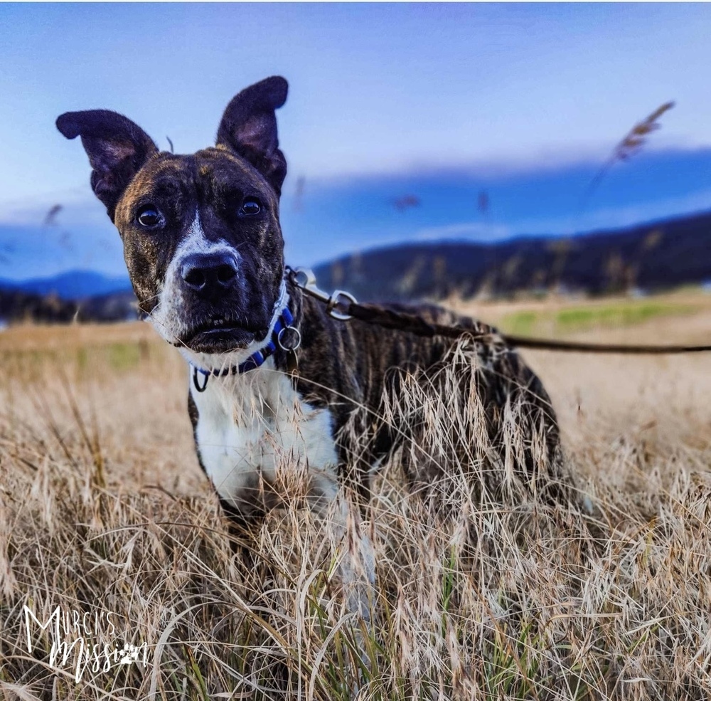 Welah: Reigning Queen of Snuggles, an adoptable Boxer, Pit Bull Terrier in Spokane , WA, 99209 | Photo Image 3