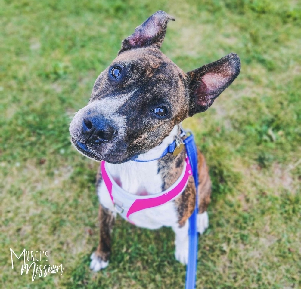 Welah: Reigning Queen of Snuggles, an adoptable Boxer, Pit Bull Terrier in Spokane , WA, 99209 | Photo Image 4