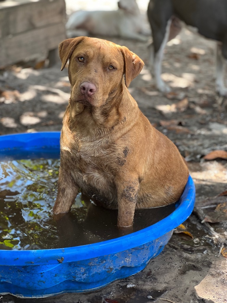 Oliver, an adoptable Beagle, Hound in Waynesville, GA, 31566 | Photo Image 1