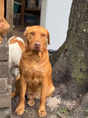 Oliver, Adult Male Beagle