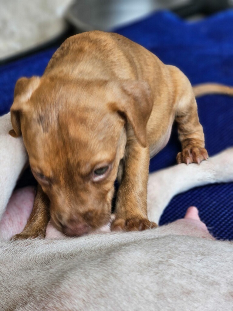 Oliver, an adoptable Beagle, Hound in Waynesville, GA, 31566 | Photo Image 3