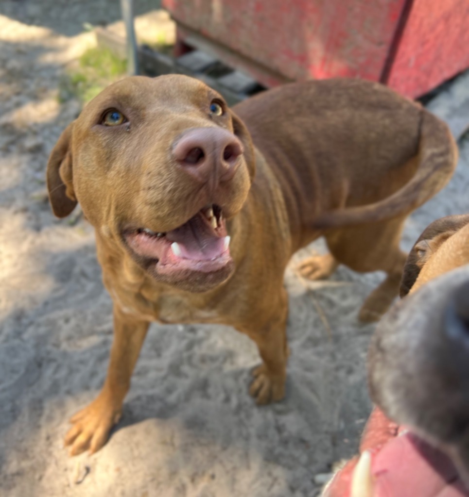 Oliver, an adoptable Beagle, Hound in Waynesville, GA, 31566 | Photo Image 5