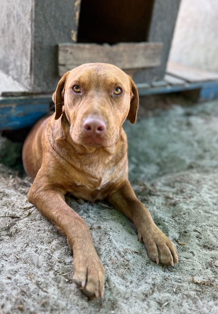 Oliver, an adoptable Beagle, Hound in Waynesville, GA, 31566 | Photo Image 6