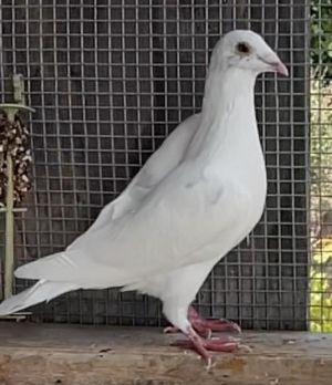 Orville is a young curious pigeon just starting to learn about the world with s