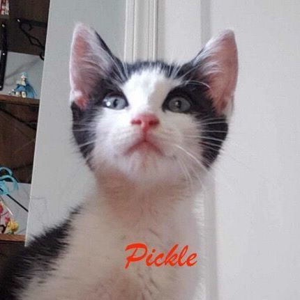 Pickle, an adopted Domestic Short Hair in West Orange, NJ_image-1