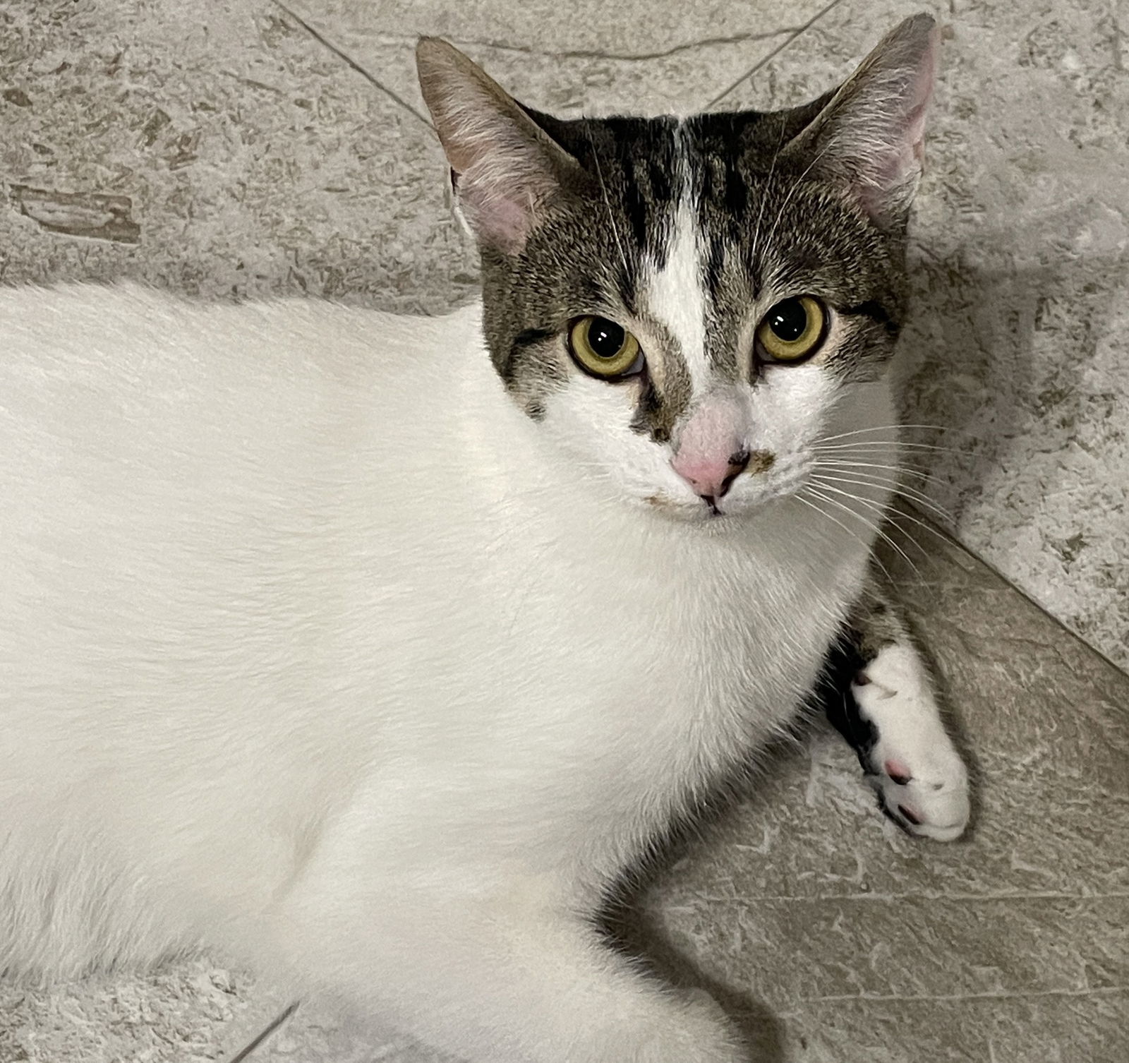 George Reeves, an adoptable Tabby, Domestic Short Hair in Vacaville, CA, 95696 | Photo Image 1