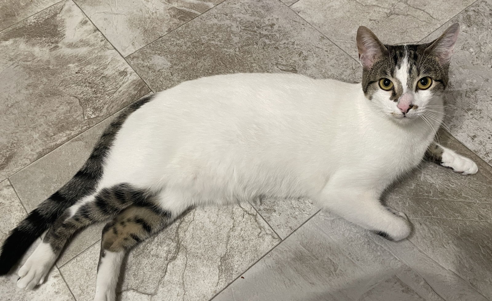 George Reeves, an adoptable Tabby, Domestic Short Hair in Vacaville, CA, 95696 | Photo Image 2