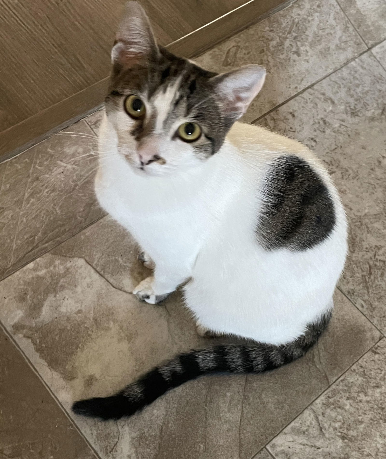 George Reeves, an adoptable Tabby, Domestic Short Hair in Vacaville, CA, 95696 | Photo Image 3