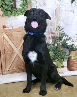 Dog For Adoption - Midnight, A Black Labrador Retriever Mix In Virginia  Beach, Va | Petfinder