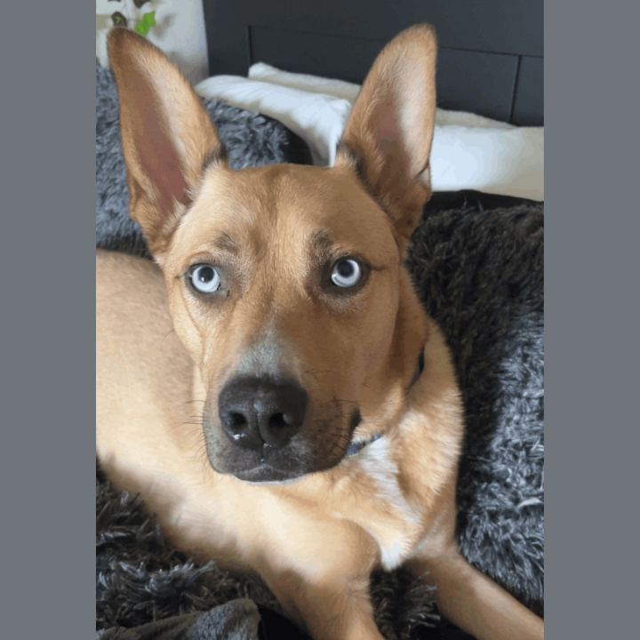 Frenchie 5