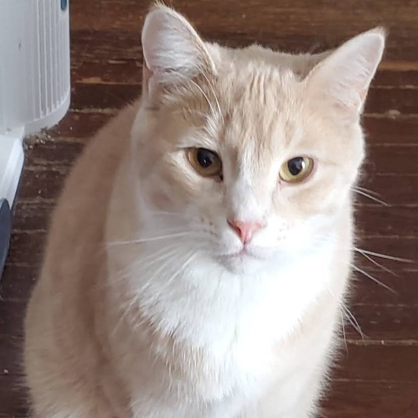 Zim, an adoptable Domestic Short Hair in Rochester, MN, 55903 | Photo Image 1