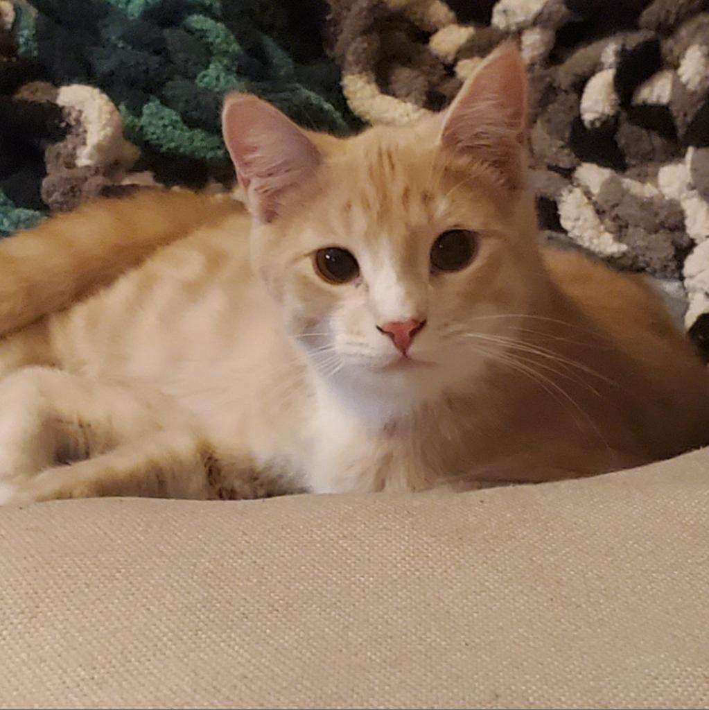 Zim, an adoptable Domestic Short Hair in Rochester, MN, 55903 | Photo Image 2