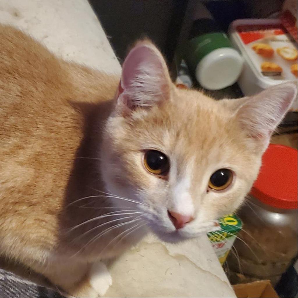 Zim, an adoptable Domestic Short Hair in Rochester, MN, 55903 | Photo Image 3