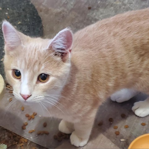 Zim, an adoptable Domestic Short Hair in Rochester, MN, 55903 | Photo Image 4