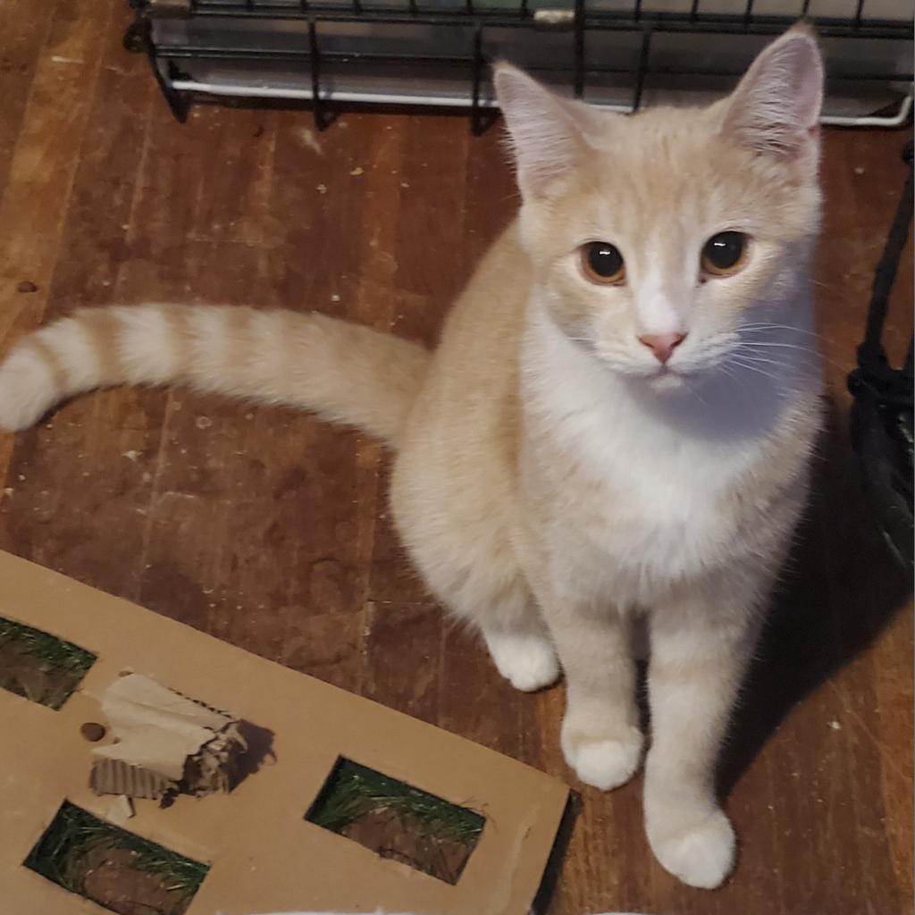 Zim, an adoptable Domestic Short Hair in Rochester, MN, 55903 | Photo Image 4