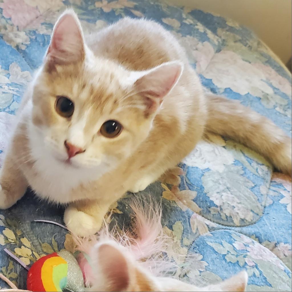 Zim, an adoptable Domestic Short Hair in Rochester, MN, 55903 | Photo Image 5