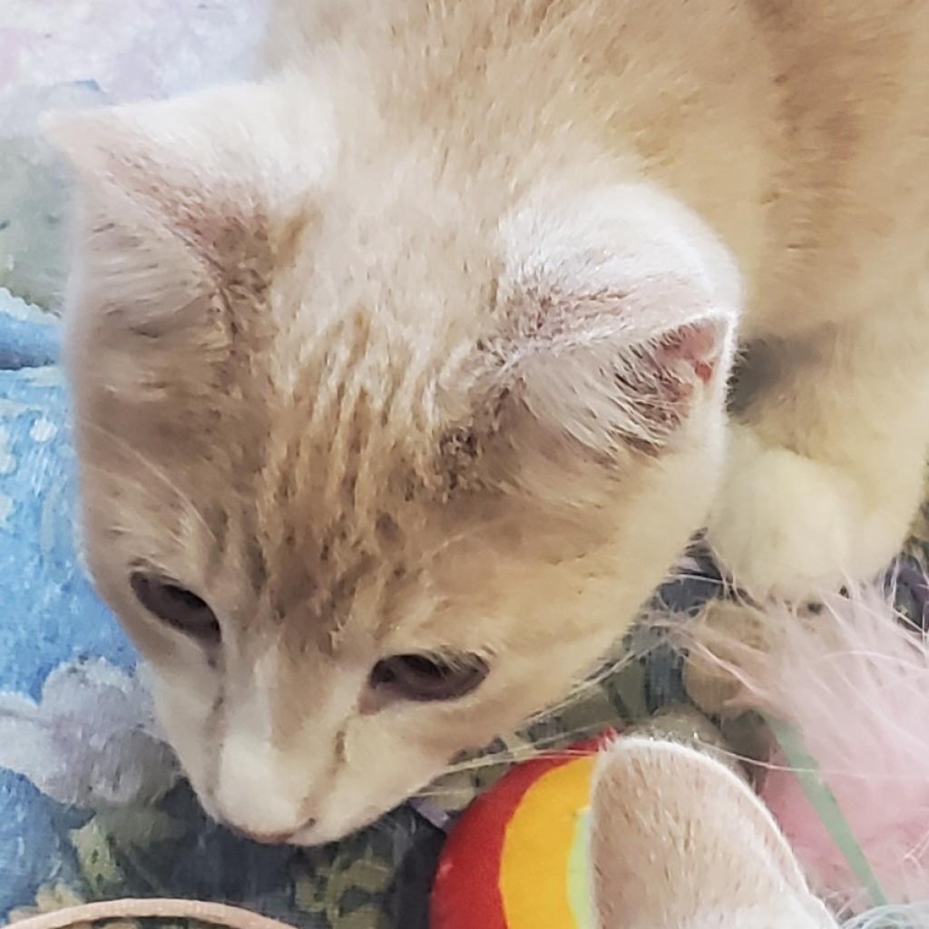 Zim, an adoptable Domestic Short Hair in Rochester, MN, 55903 | Photo Image 6