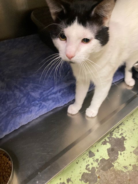 Moses, an adoptable Domestic Short Hair in Jackson, MS, 39213 | Photo Image 1