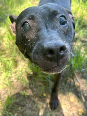 Hazel, Young Female American Staffordshire Terrier