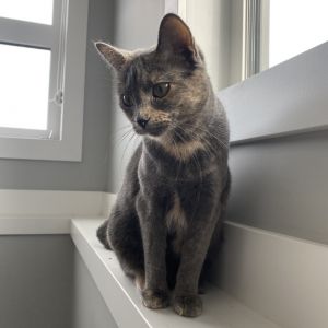 Bailey, Adult Female unknown