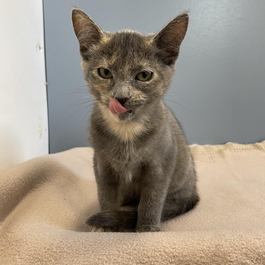 Bailey, an adoptable Domestic Short Hair in North Battleford, SK, S9A 2M7 | Photo Image 2