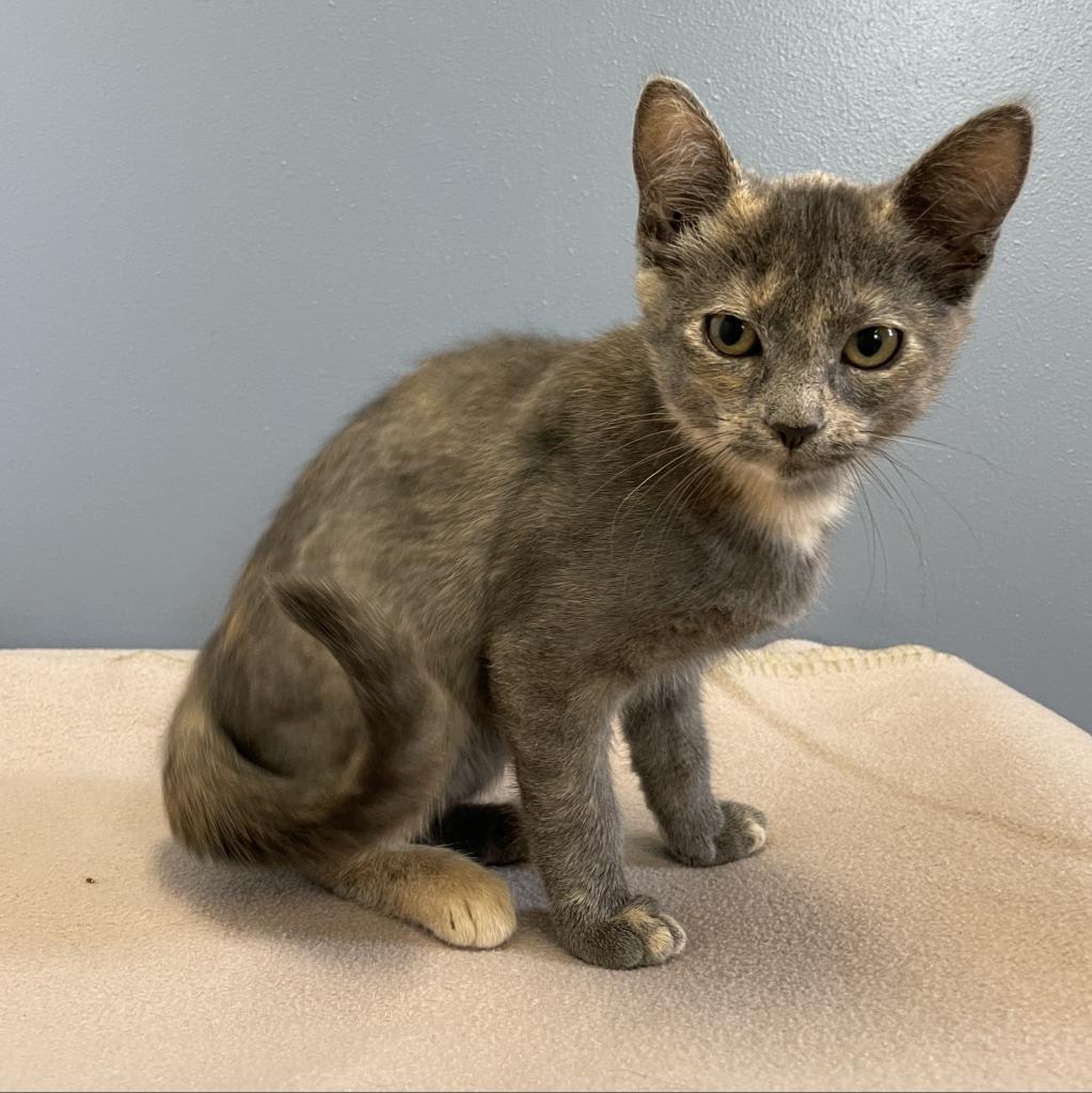 Bailey, an adoptable Domestic Short Hair in North Battleford, SK, S9A 2M7 | Photo Image 3