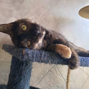 Ursula is a sweet little thing She can be shy at first but she is very playful She loves playing