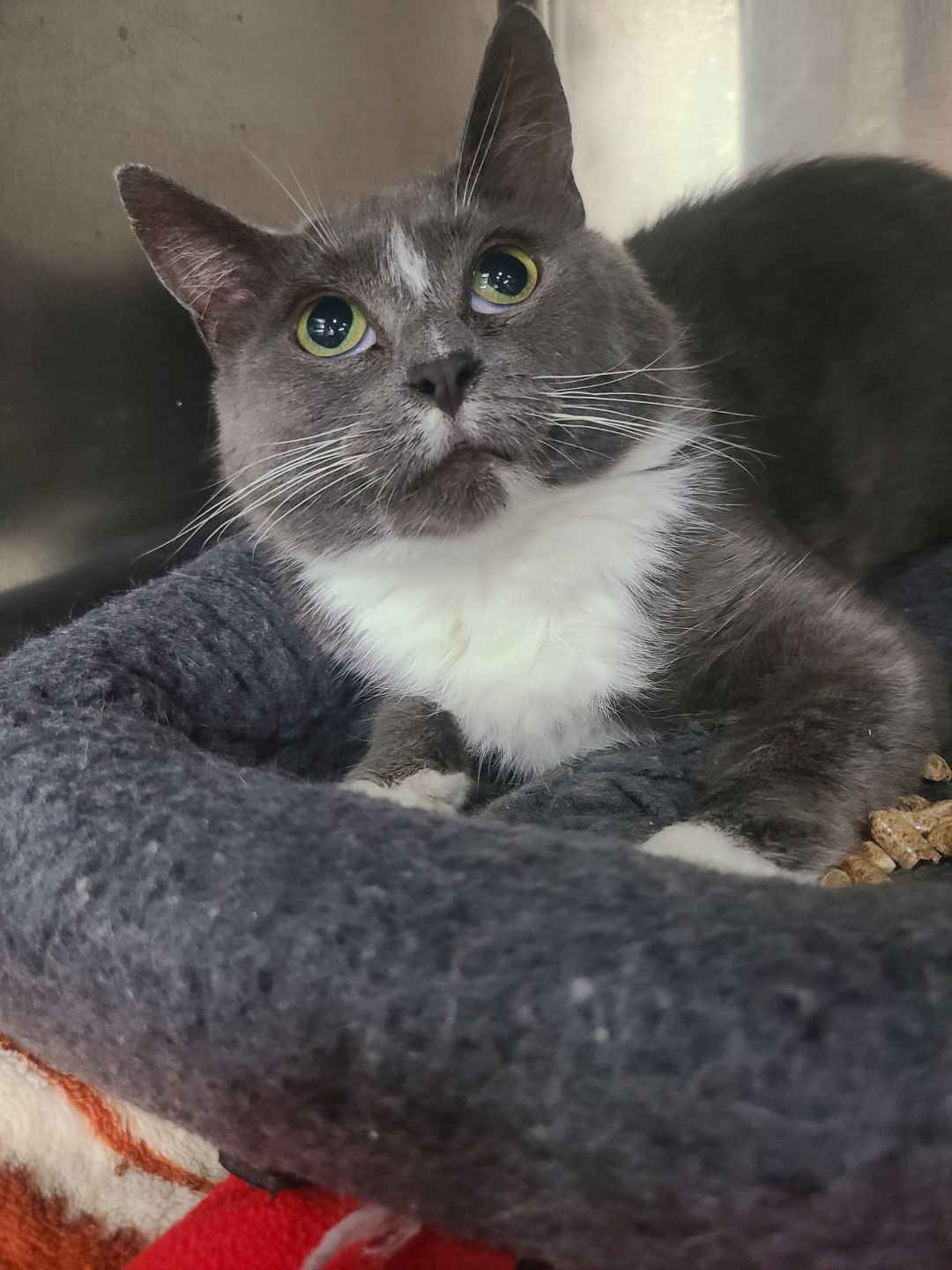 Bellatrix