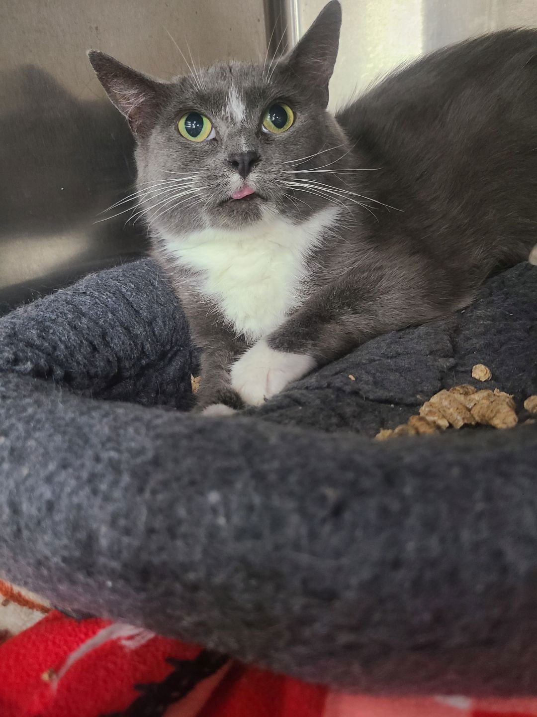 Bellatrix