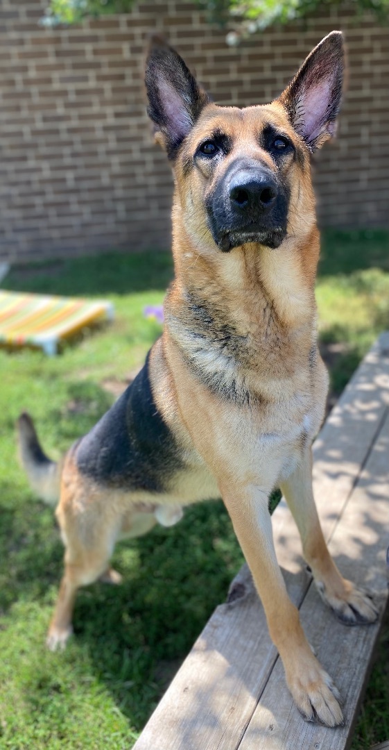 Ace , an adoptable German Shepherd Dog in Chicago, IL_image-2