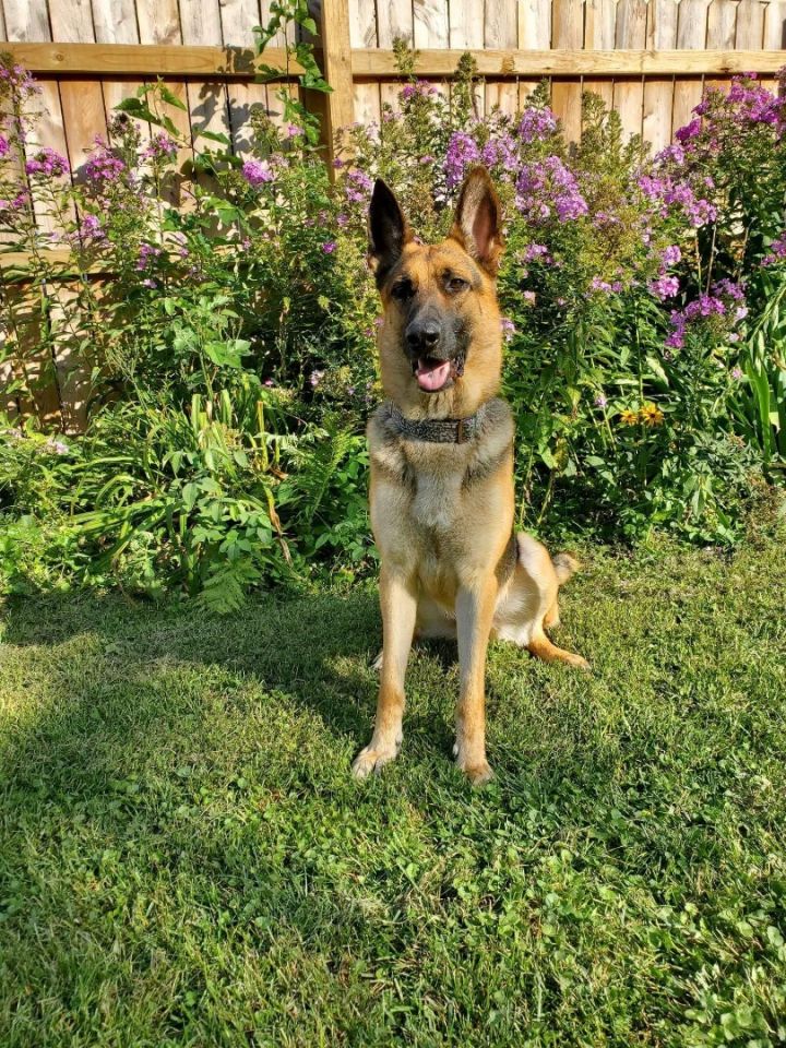 Ace , an adopted German Shepherd Dog in Chicago, IL_image-4