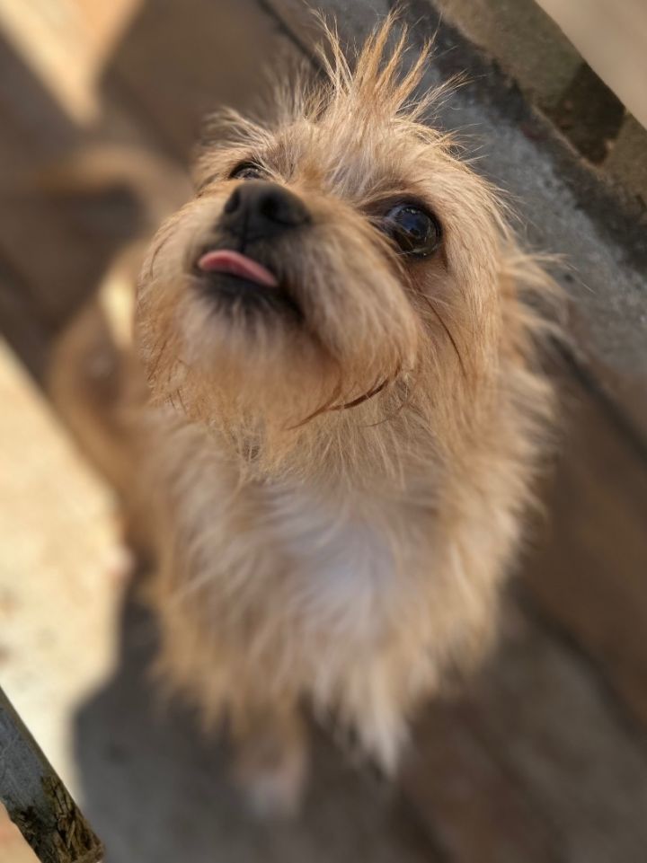 Brussels griffon terrier store mix