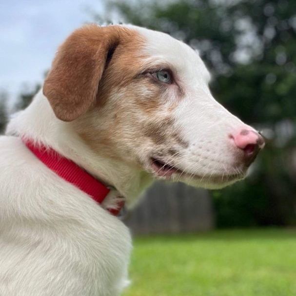 catahoula leopard dog australian shepherd mix puppy