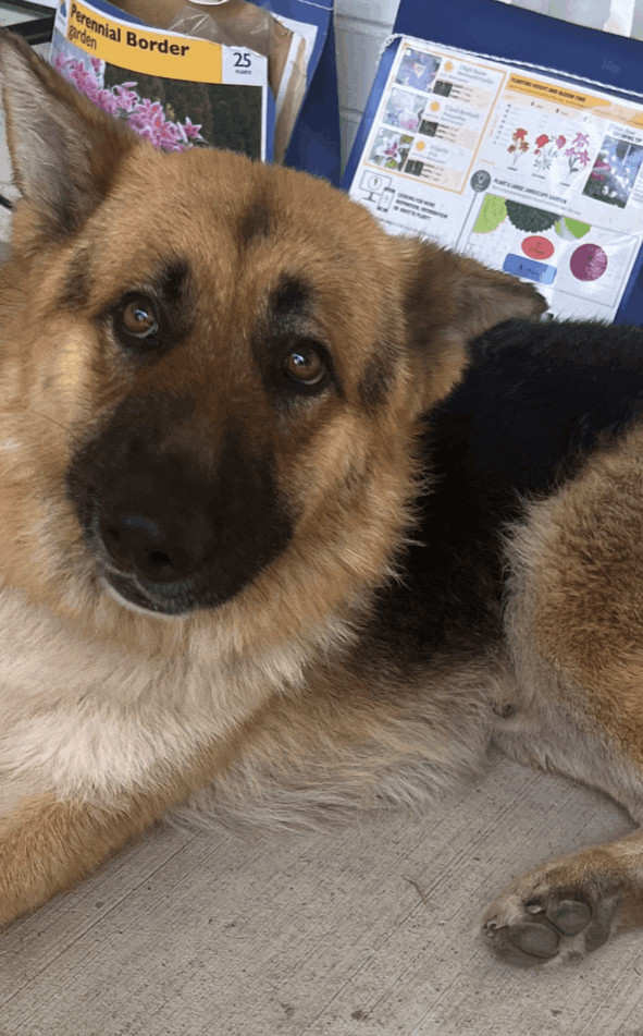 Moritz - CP, an adoptable German Shepherd Dog Mix in Dallas, TX_image-1