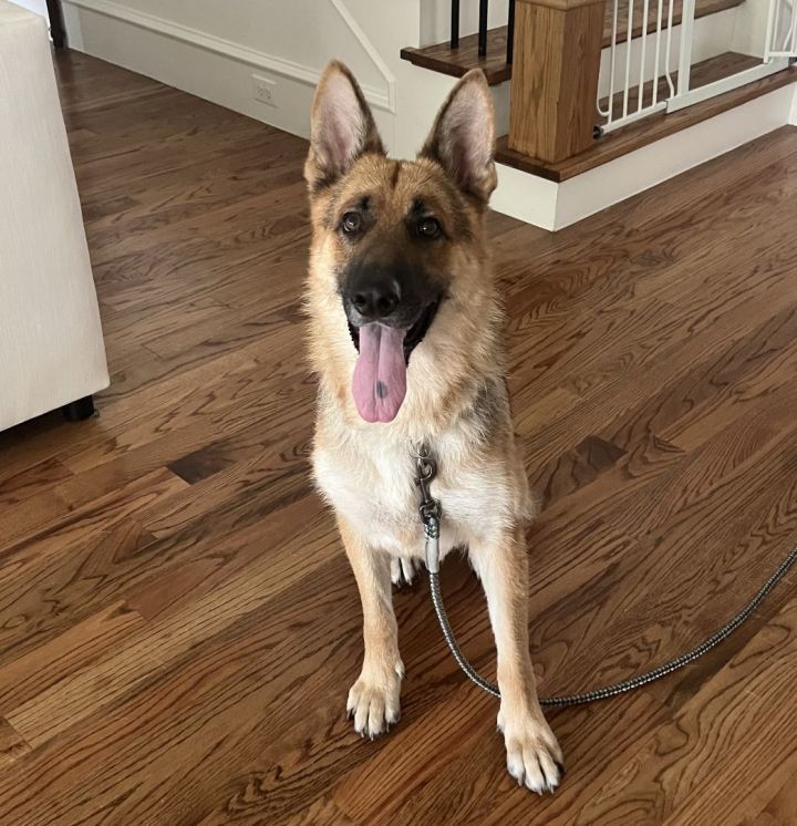 Moritz - CP, an adoptable German Shepherd Dog Mix in Dallas, TX_image-3