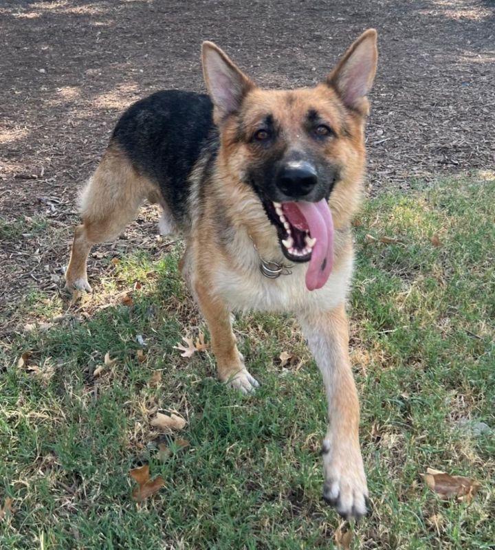 Moritz - CP, an adoptable German Shepherd Dog Mix in Dallas, TX_image-4